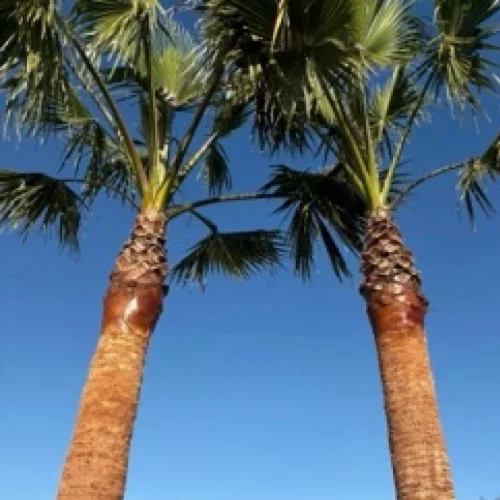 Home palm tree