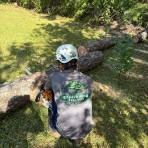Home tree removal