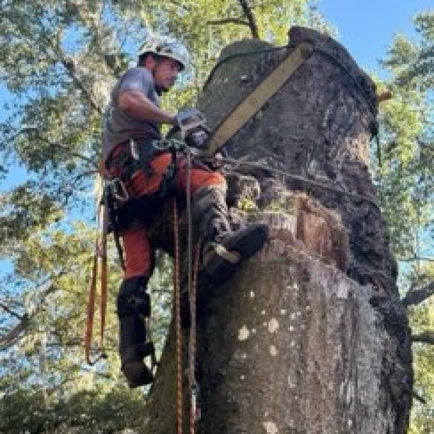 Tree Removal Service Yulee, FL | Call Us Today | Richard Hodge Tree Care